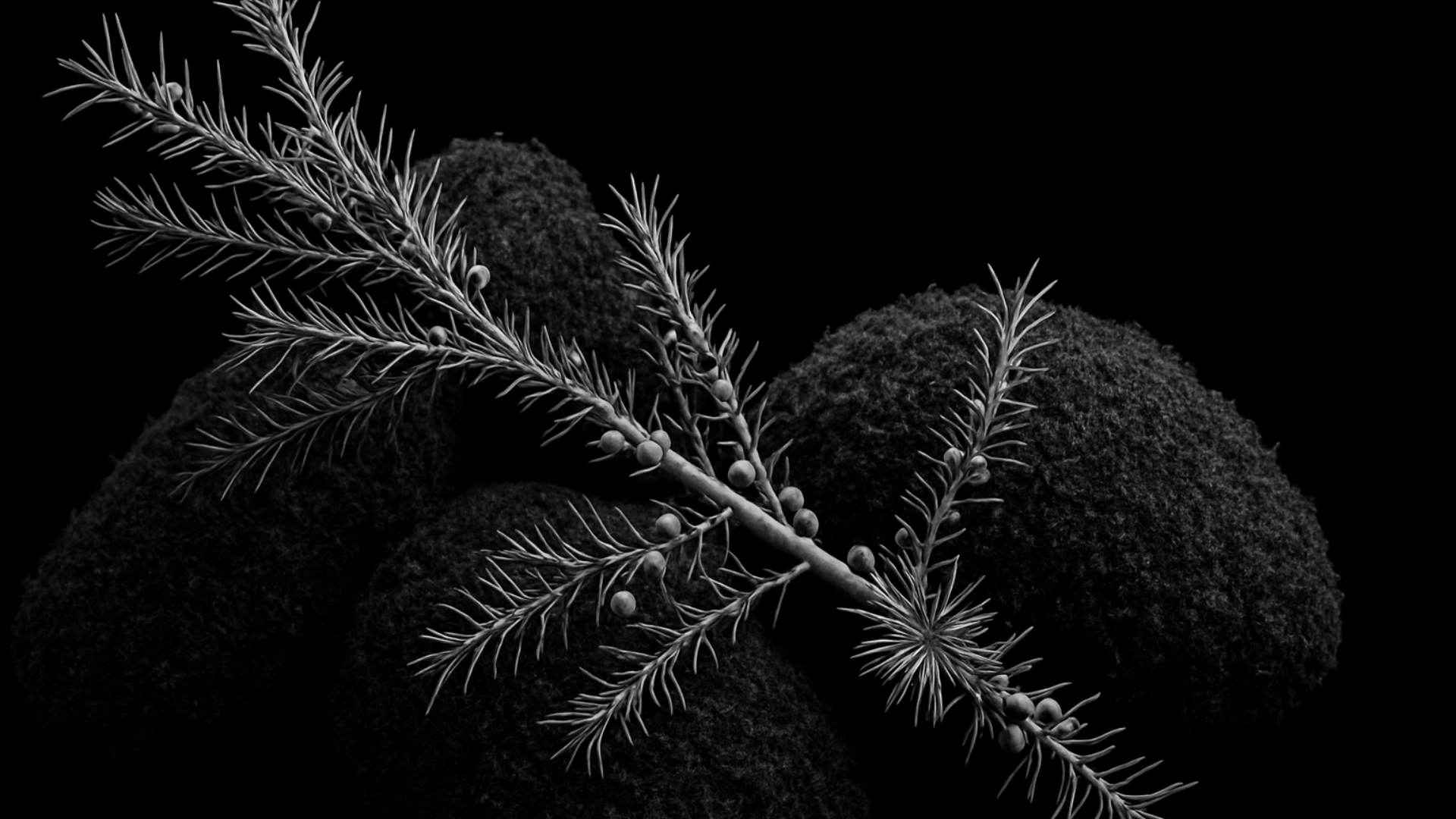 젊음을 이어주는 PY